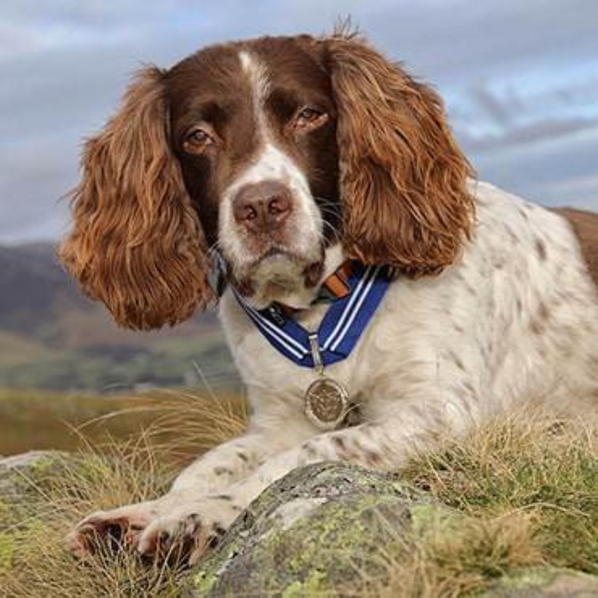 Max wears his order of merit medal by veterinary charity PDSA