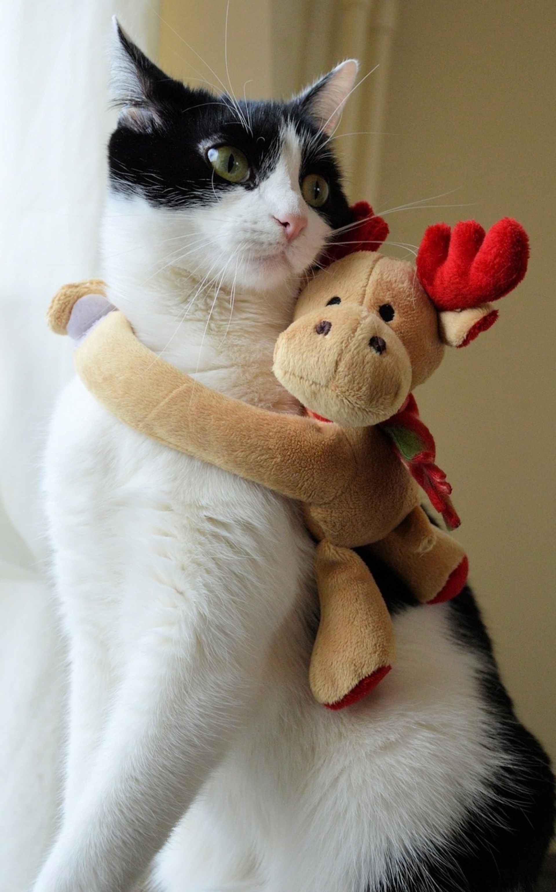 Cat 314893 1280