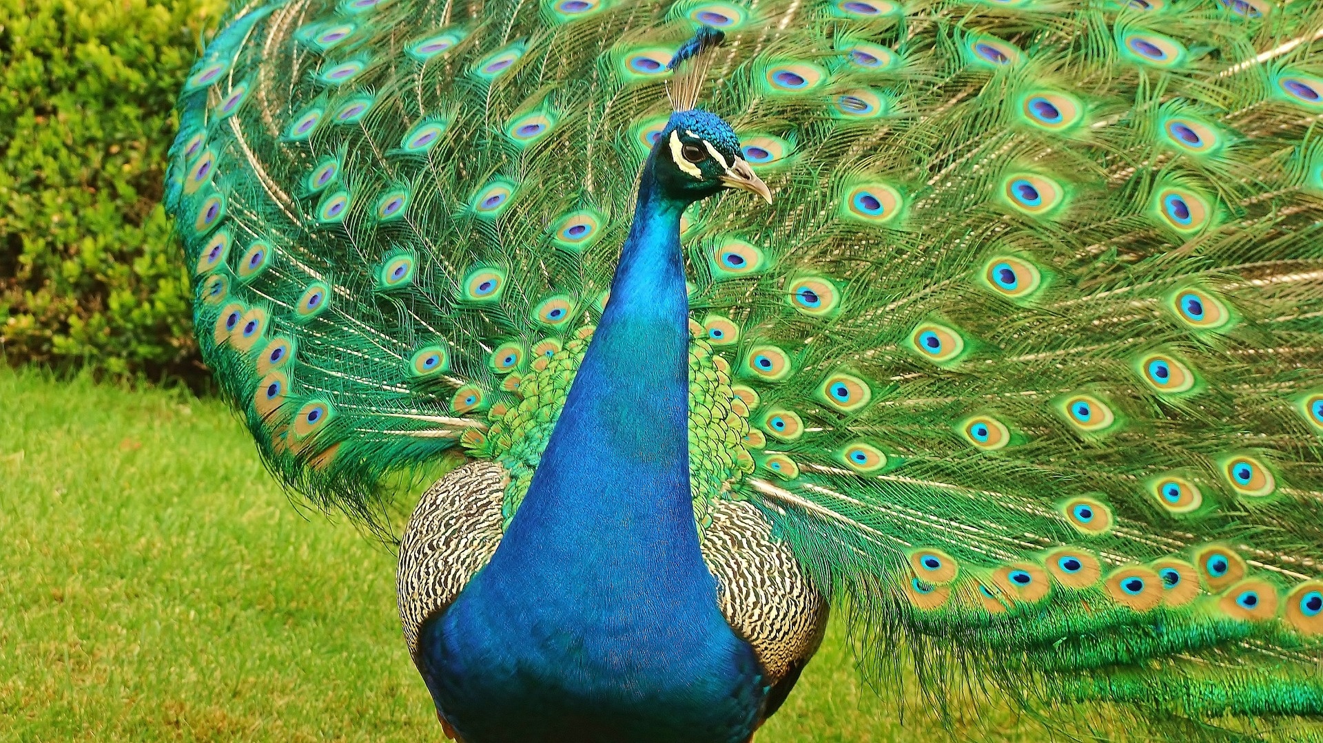 Peacock 1024649 1920